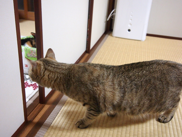 あれ?開いてる!