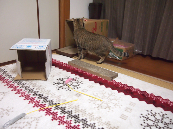 くんかくんか あんこ部屋探検中