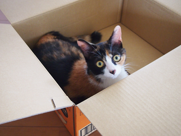 箱は気に入ったわ