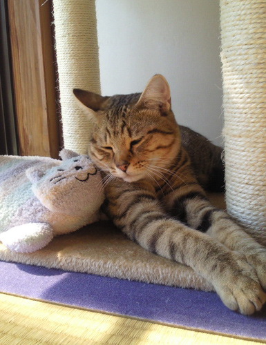 慣れた砂がいちばんニャ