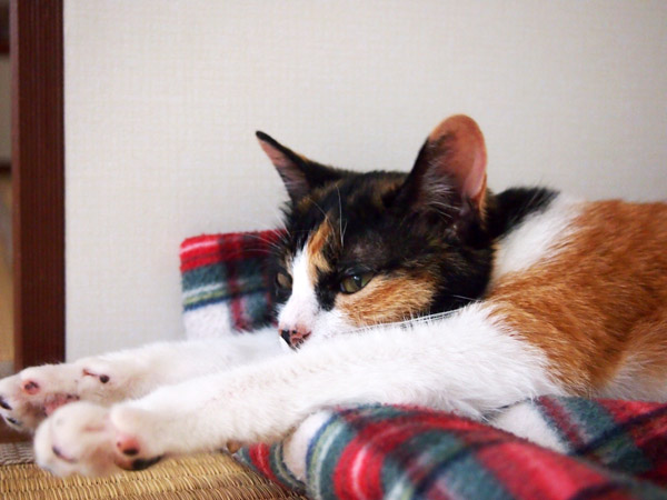 あんこさんは両手を伸ばして寝るのが好き。