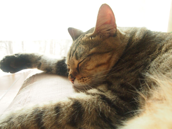 腹毛がモフモフすぎる