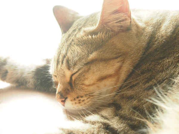 しあわせそうな寝顔だなぁ。