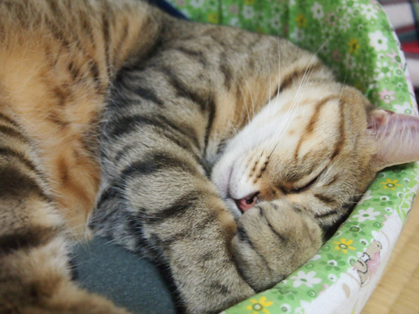 楽しかったゼ。そして疲れたゼ。