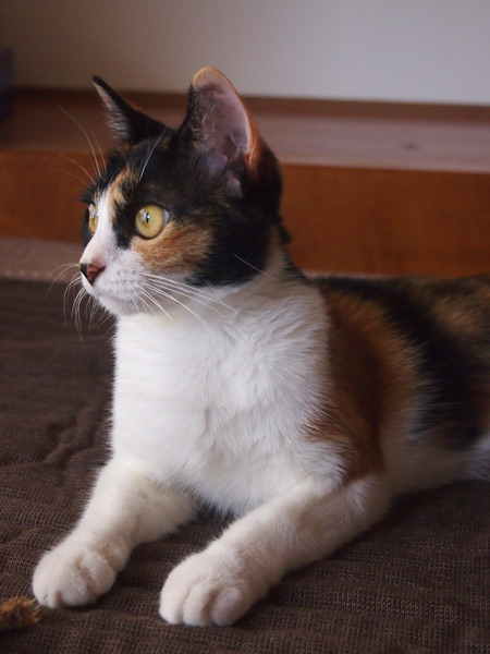 アタシはもう外は結構よ。