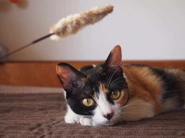 ねこじゃらし・・・そんな誘惑には負けない・・・