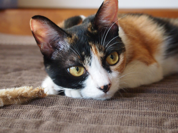 カメラなんて嫌いよ。撮らないでヨ!