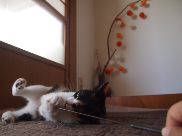 ムキーッ!もうガマンデキナイ!