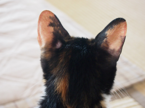 今日のハゲ具合はどうですか~?