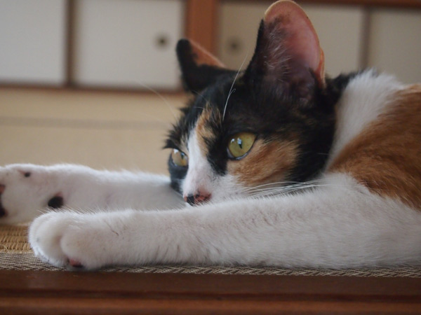 よいよい。ハゲでもいいさ。