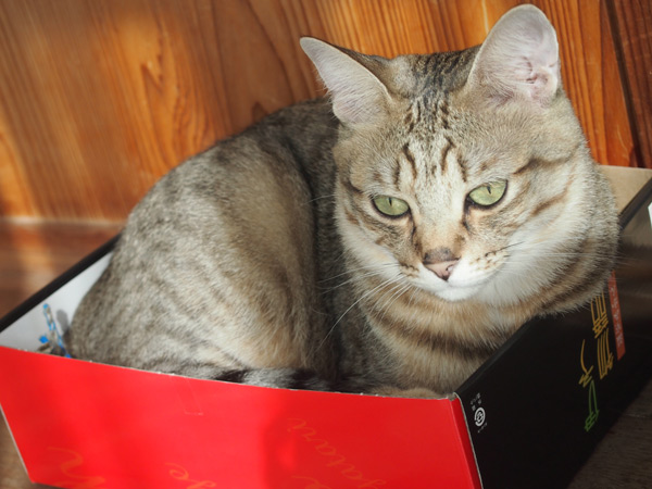 早速イン。捕獲成功。