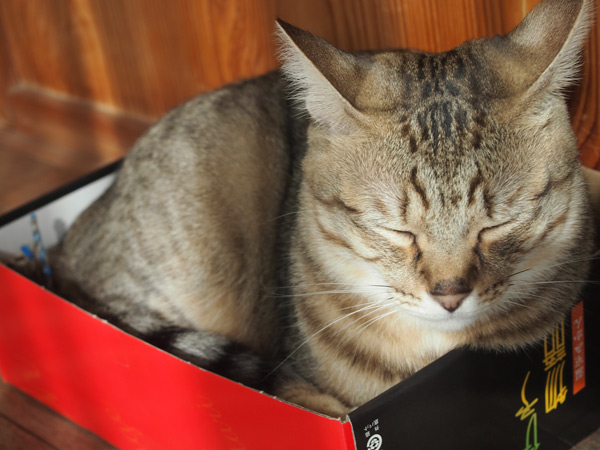 みっちみちですが満足そうなのでいいか。