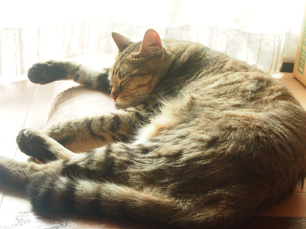 陽だまりで眠るマメさん
