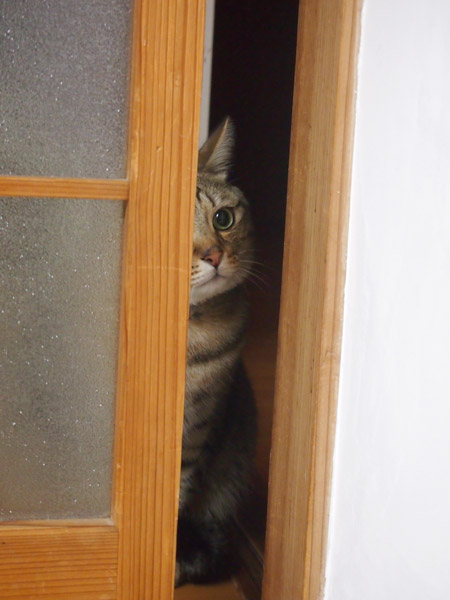 マメには通り抜けられない隙間。