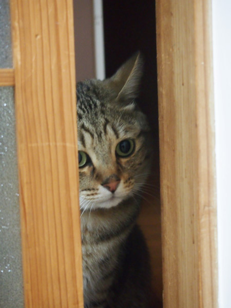 あんこは通り抜けられる隙間。　不憫だ。