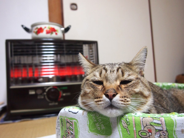 日本の冬の正しい猫の姿。