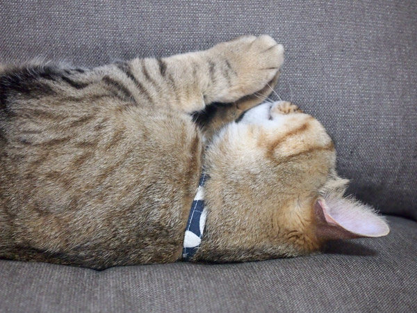 暑さで猫が・・・