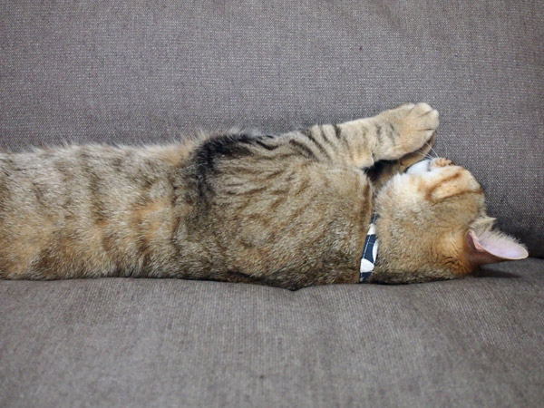 にょきにょき。