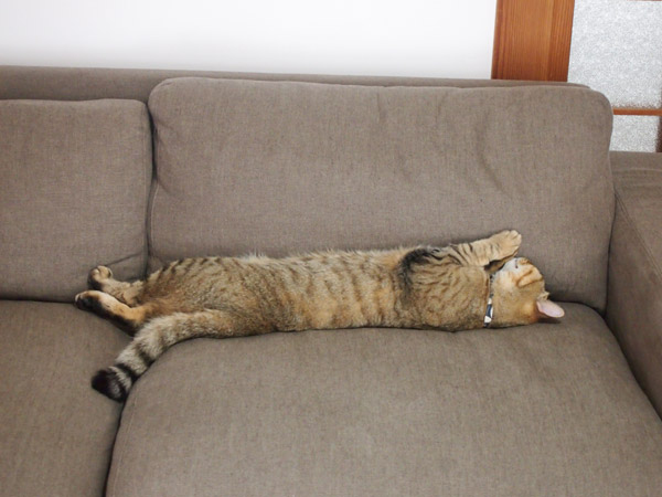 にょきにょきにょき。