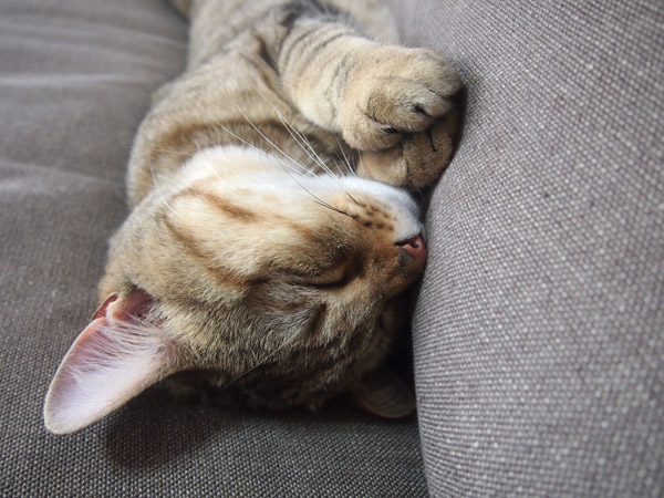 手がかわいい。