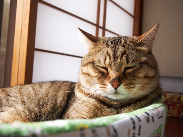 餅のようなさわり心地のマメさん。