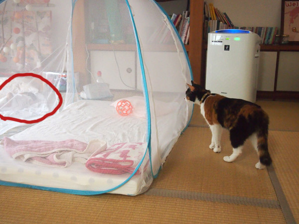 へっぴり腰でちーちゃんを見るあんこ