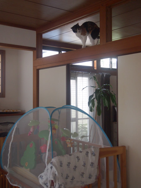 メリーとちーさんを見下ろすあんこ。