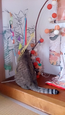 ささのはさーらさら－