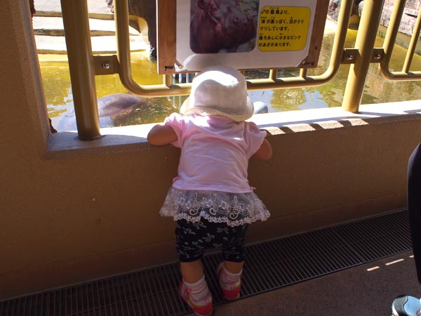 カバはお昼寝中だったよ。