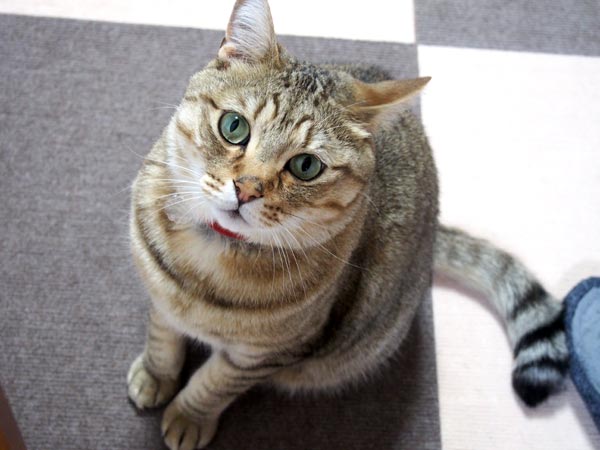 ごはーん。ごはんくださーい!