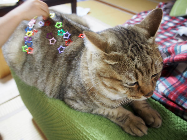 大きくなるにつれ・・・ネコさん達は大変だ。