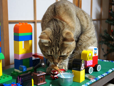 海と池とお花畑があります。猫が踏んでて見えないけど。