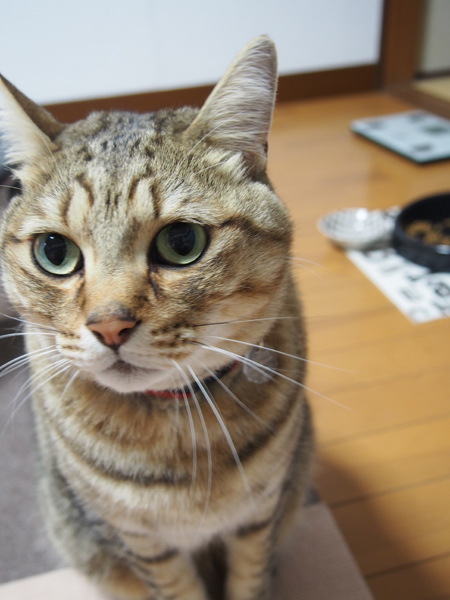 甘えん坊はこいつ。