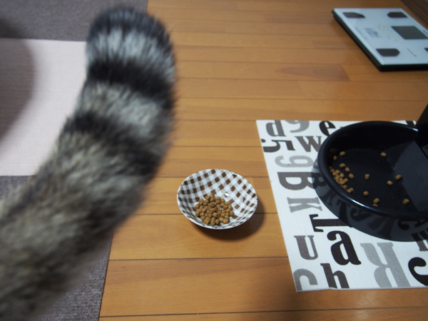 お皿に移してもふまーんな日もあります