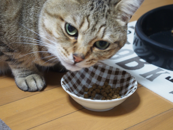 専用皿に移さないと食べません