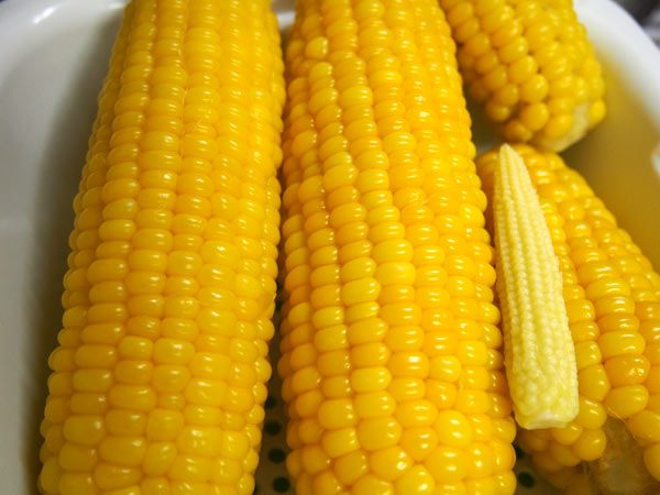 台風のせいでとうもろこしが倒れたヨ